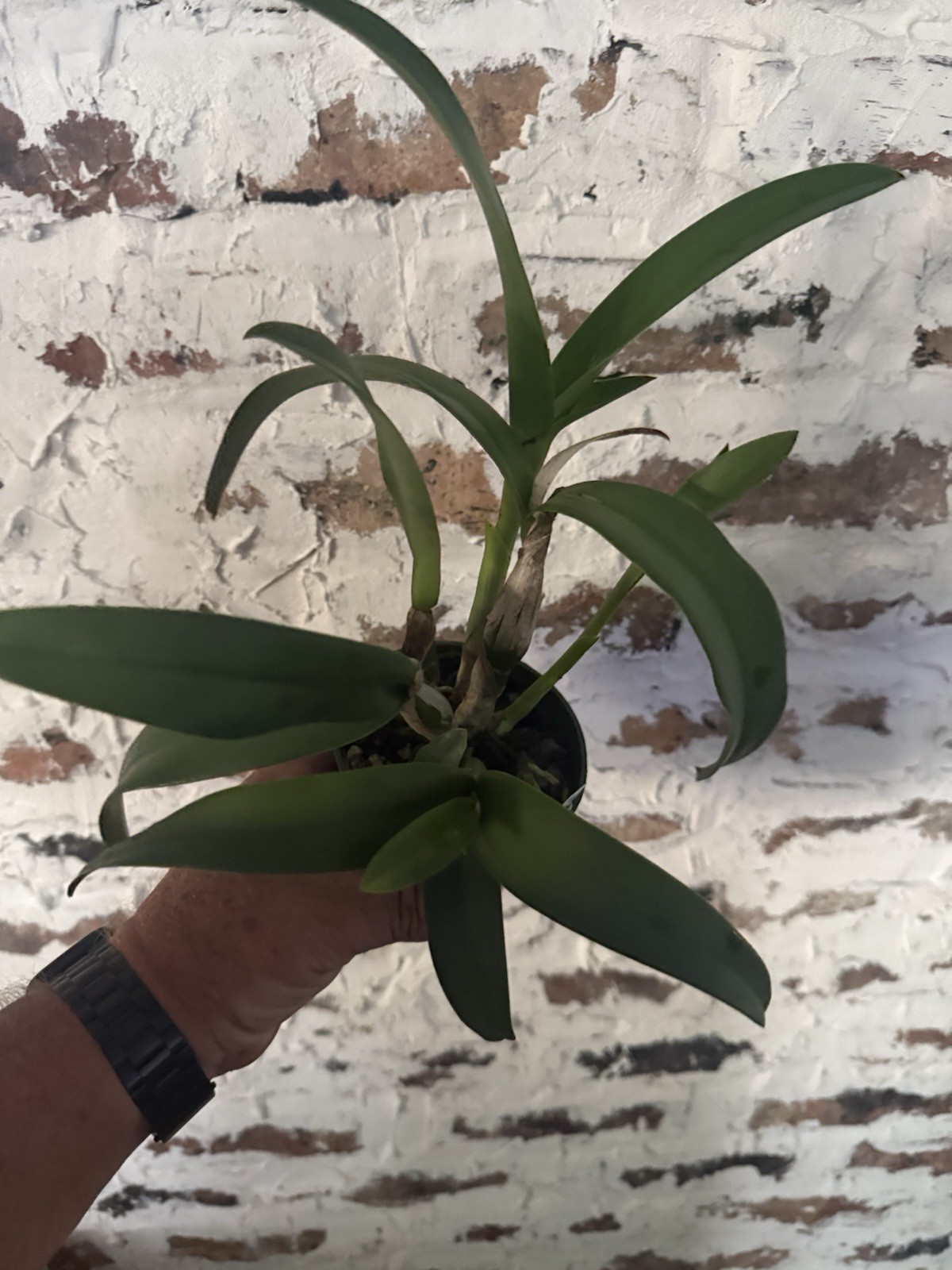 Cattlianthe Florida Wildfire Cattleya Orchid plant BS 4.5” gallery