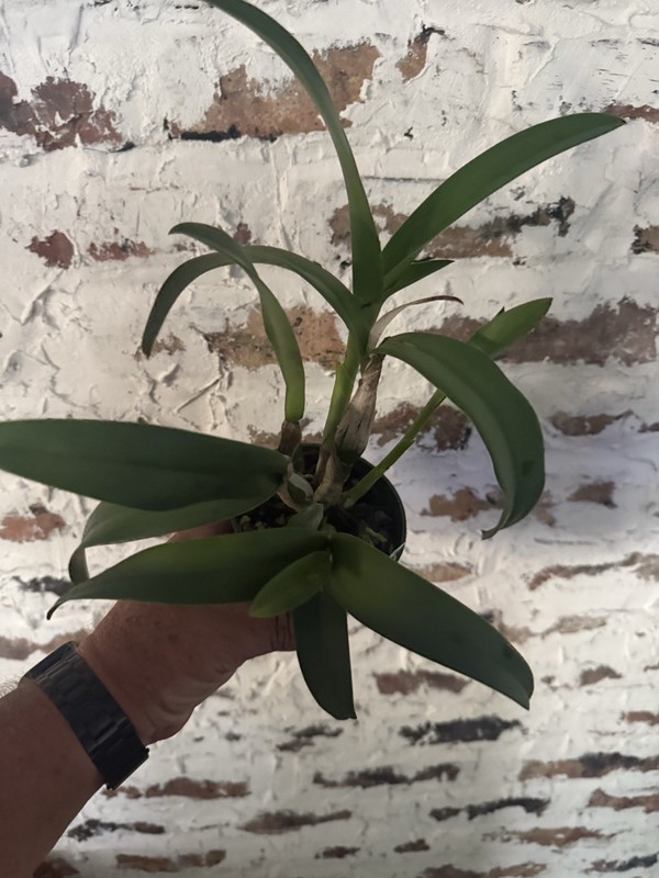 Cattlianthe Florida Wildfire Cattleya Orchid plant BS 4.5” gallery