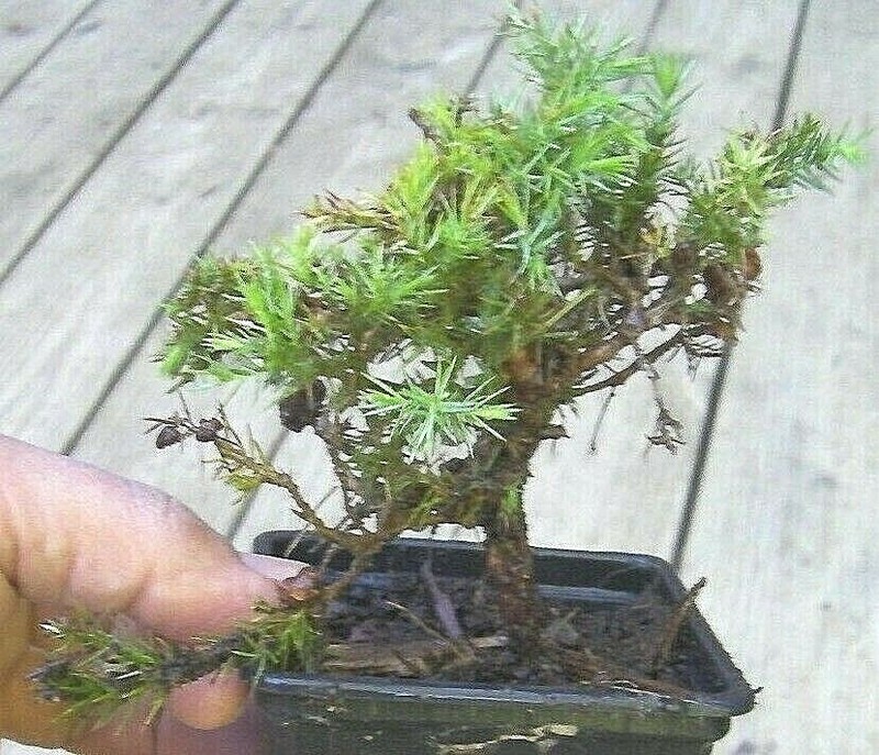 Eastern Red Cedar, Redcedar hardy tree pre-bonsai, pre bonsai gallery