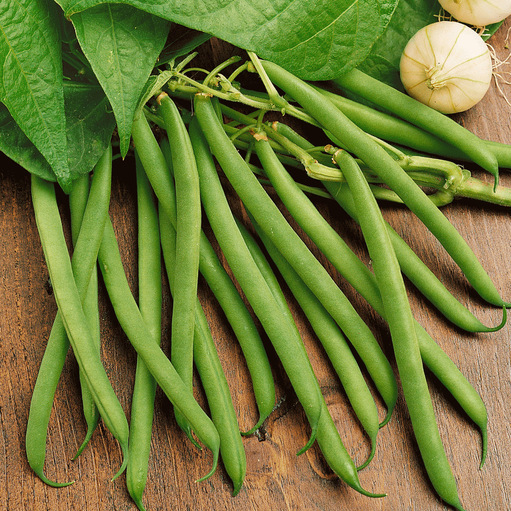 BULK Provider Green Bean Seeds | Non GMO Haricot Vert Beans Vegetable Seed 2024 gallery