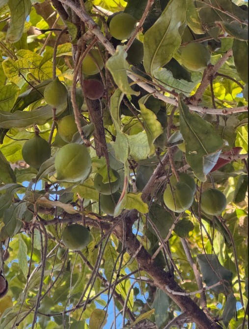 4 POUNDS FRESH Organic Macadamia Nuts Husked in Shell from SoCal gallery