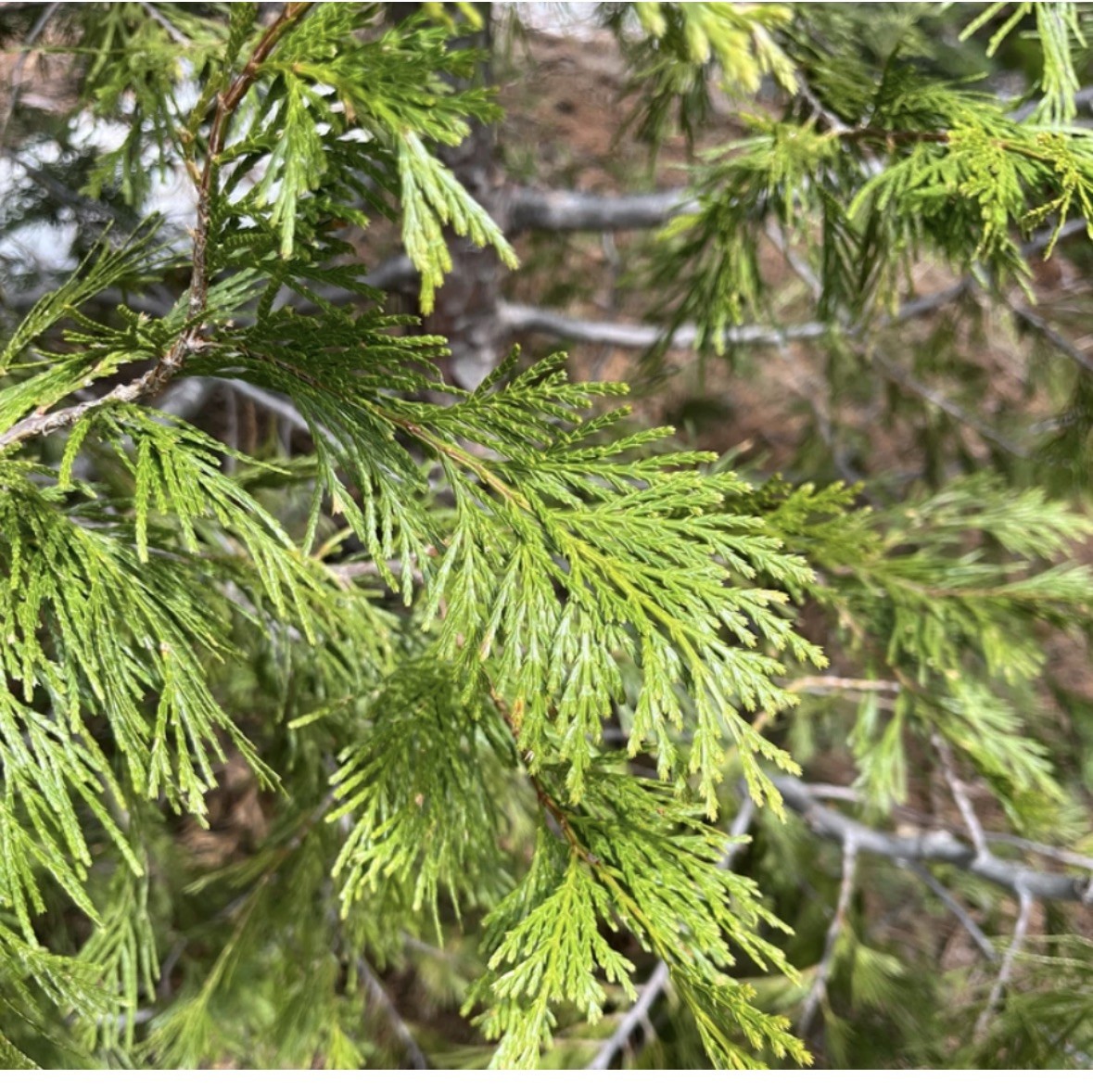 Incense Cedar Tree – Live Seedling – 8–12" Tall – No Pot – Ships Rooted in Soil gallery
