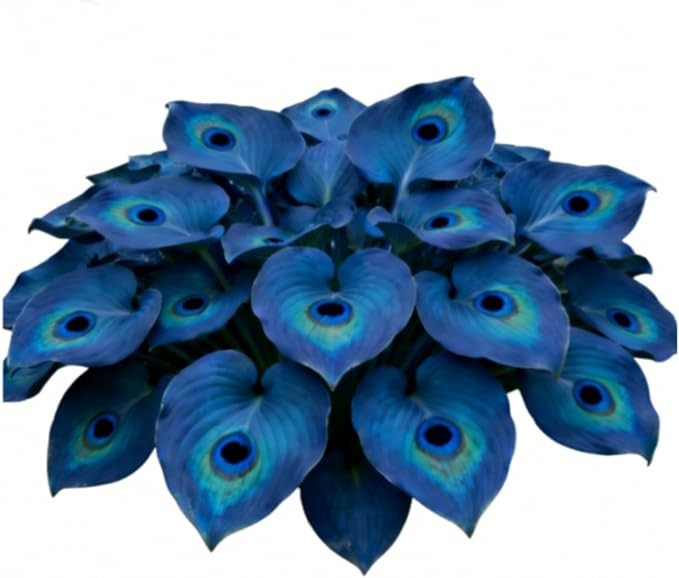 200 +ornament-Midnight Blue Hea – PERENNIAL OUTDOOR SHADE GARDEN PLANTING SEEDS gallery