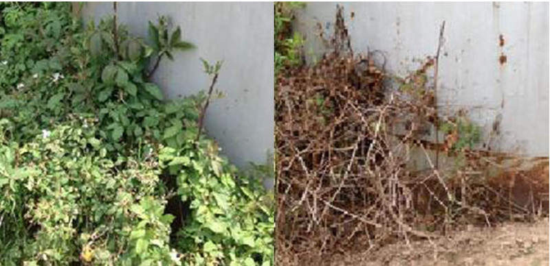 RM43 Concentrated Extended Control Weed Killer gallery