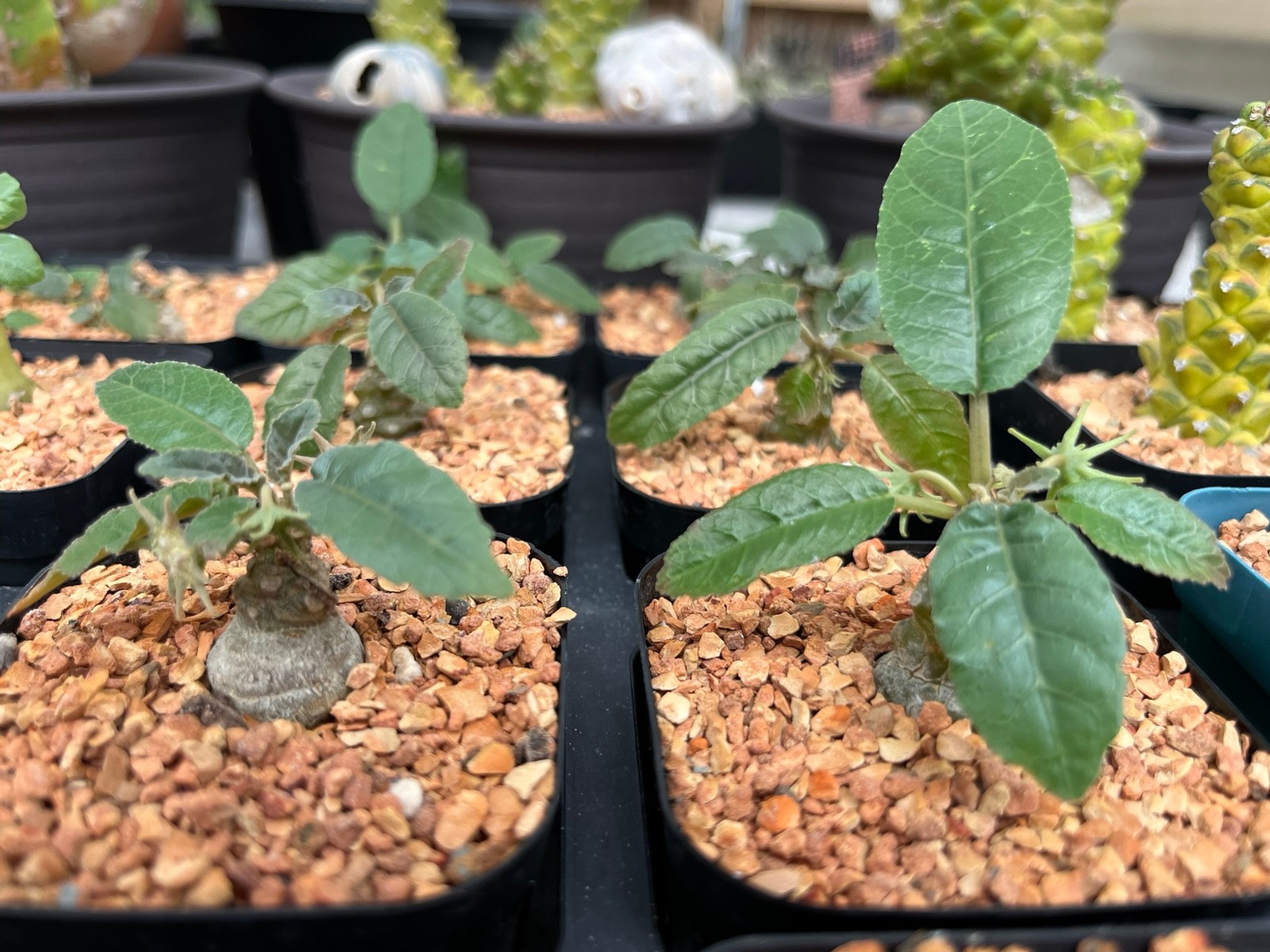 Succulent- Dorstenia foetida flowering size (2.5" pot) gallery
