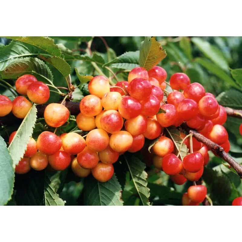 3 ft. Rainier Cherry Tree with Blonde-Yellow Sweet Fruit gallery