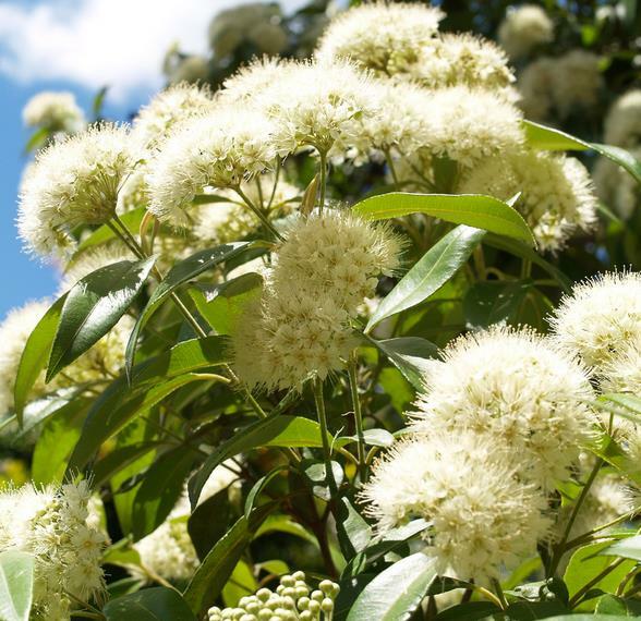 Lemon Myrtle Seeds Backhousia Citriodora Native Flowering Shrub * 50 Seeds Pack gallery