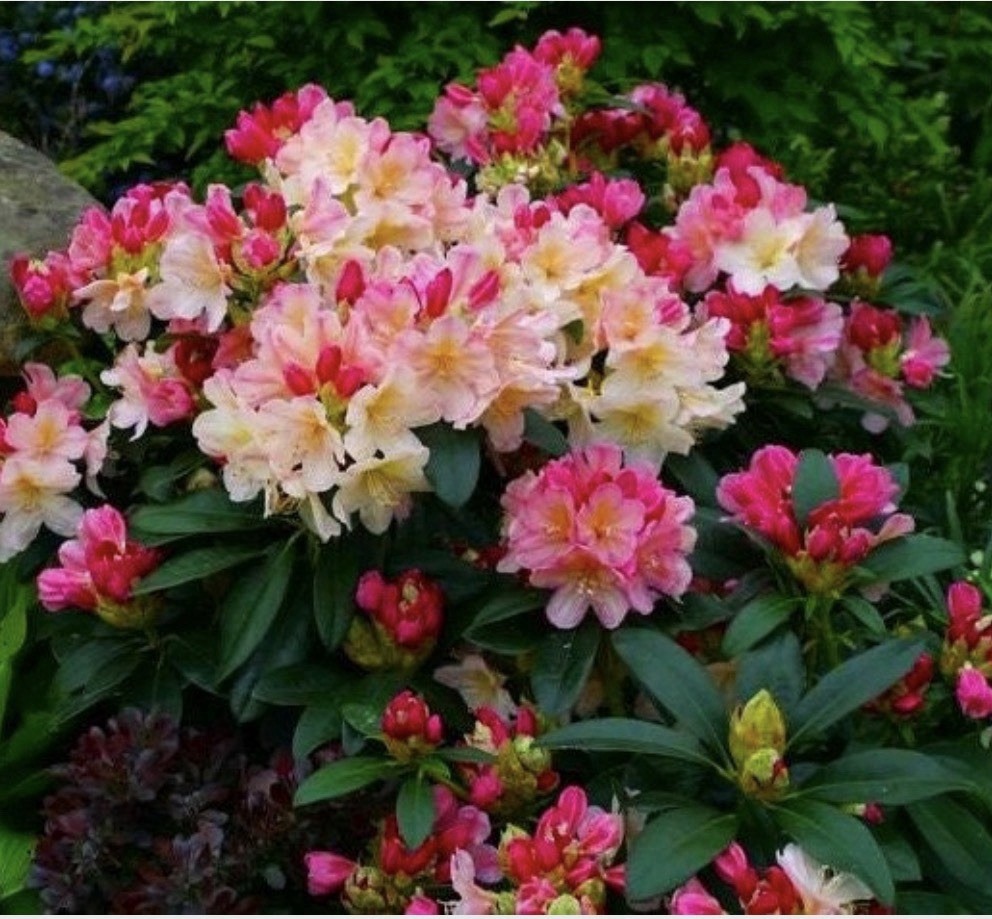 Percy Wiseman Rhododendron~Well Rooted Starter Plant gallery