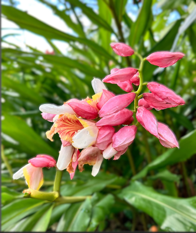 2 Pink Perfection Shell Ginger rhizomes, Alpinia hainanensis, Free Shipping! gallery