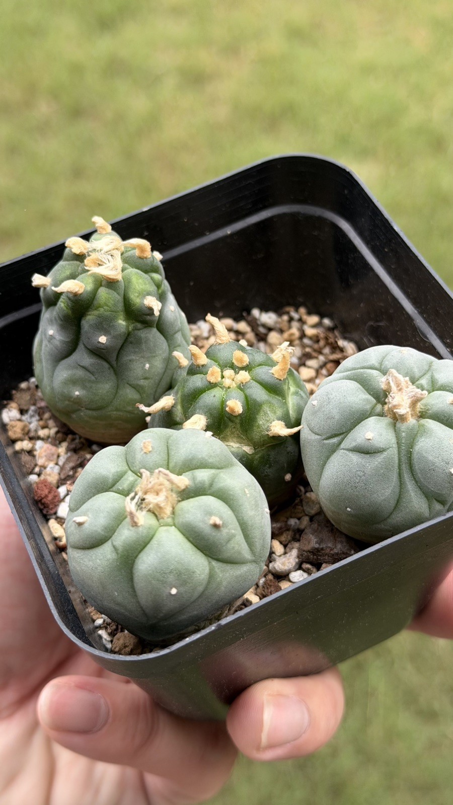 Ariocarpus Rare cactus succulents copiapoa live plant seed grown (SET OF 4) #9 gallery