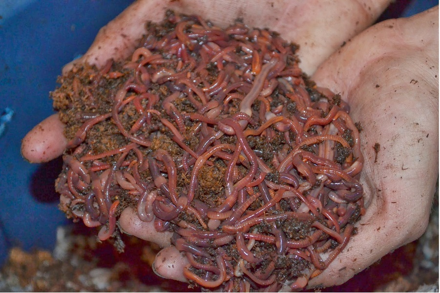250 Count Super Red European Night Crawlers gallery