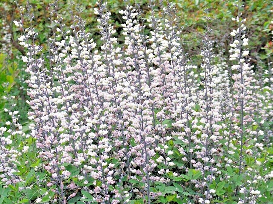 51+WHITE WILD False INDIGO Seeds Native Wildflower Perennial Nitrogen-Fixing gallery