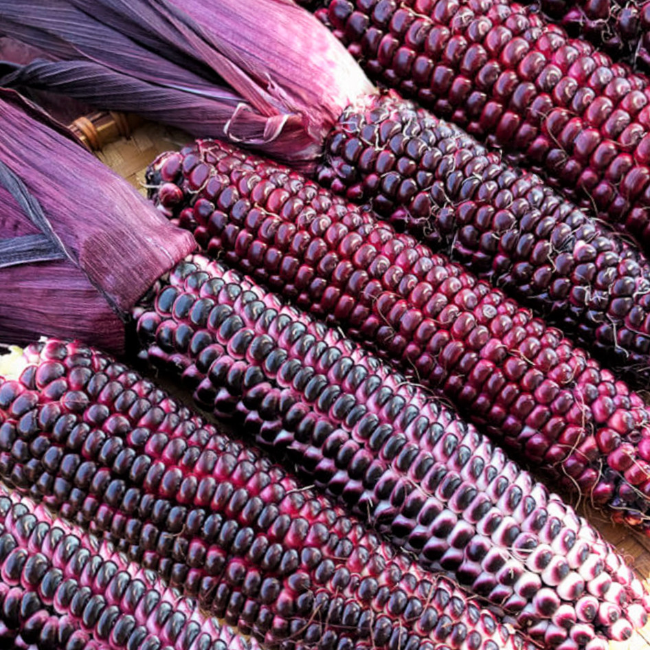 Double Red Sweet Corn Seeds | Purple Husk Stalk Indian Ornamental Dent Seed 2024 gallery