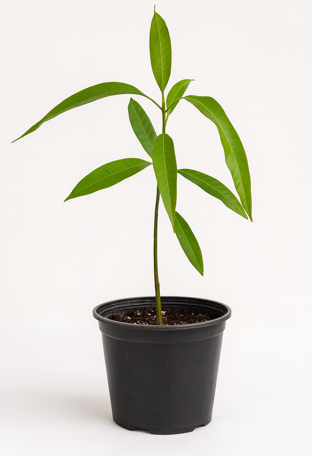 Coconut Cream Mango Tree Seedling – Live Tropical Starter Plant – Healthy Young gallery