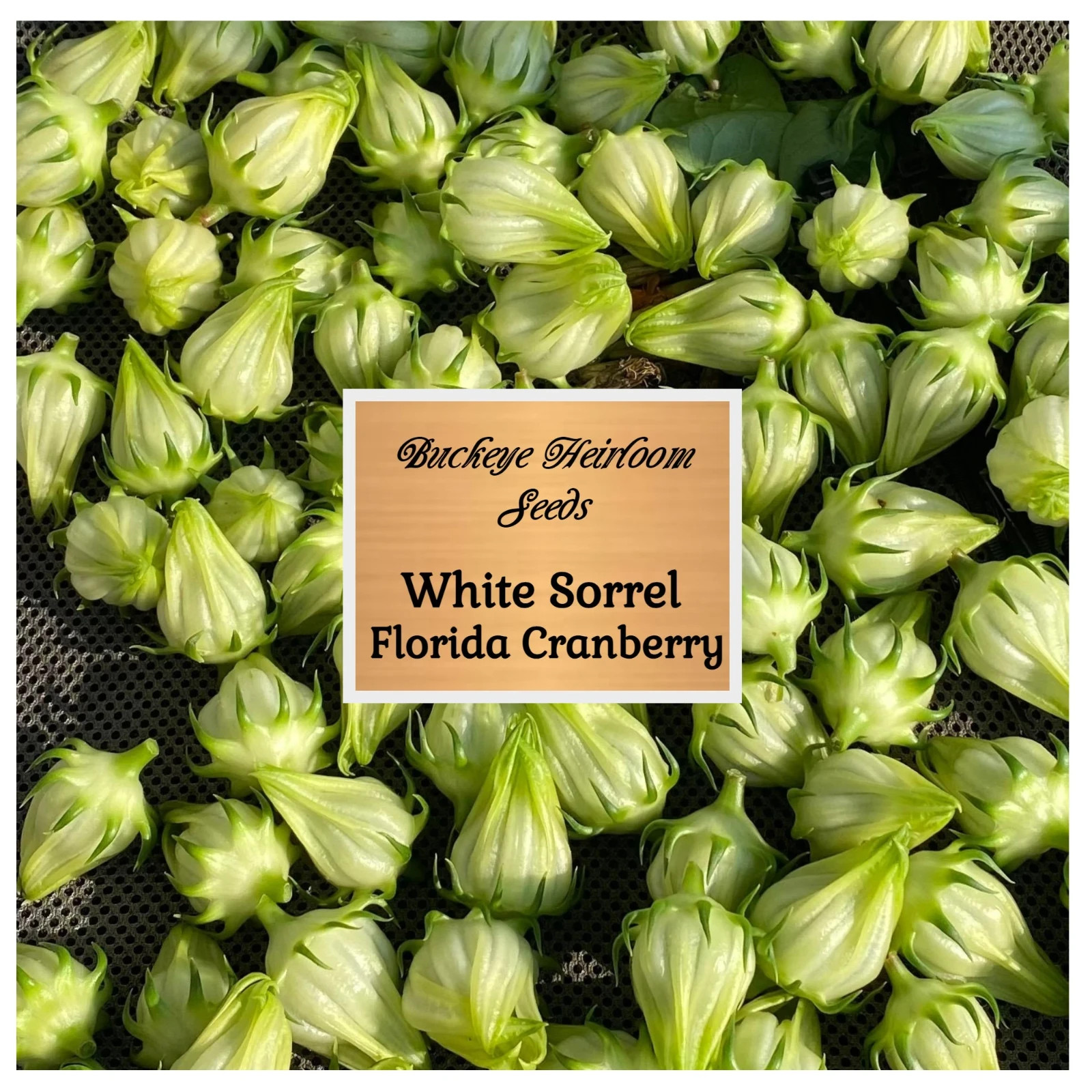 'White' Roselle Seeds | 25 Seeds | Florida Cranberry | Hibiscus sabdariffa Seeds gallery