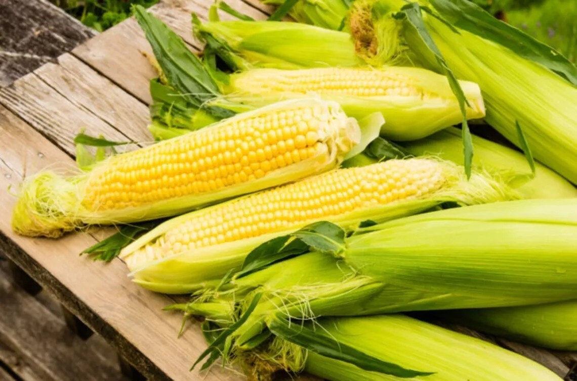 500+ Sweet Golden Bantam Corn Seeds - Heirloom - Organic - NON GMO ------- FRESH gallery