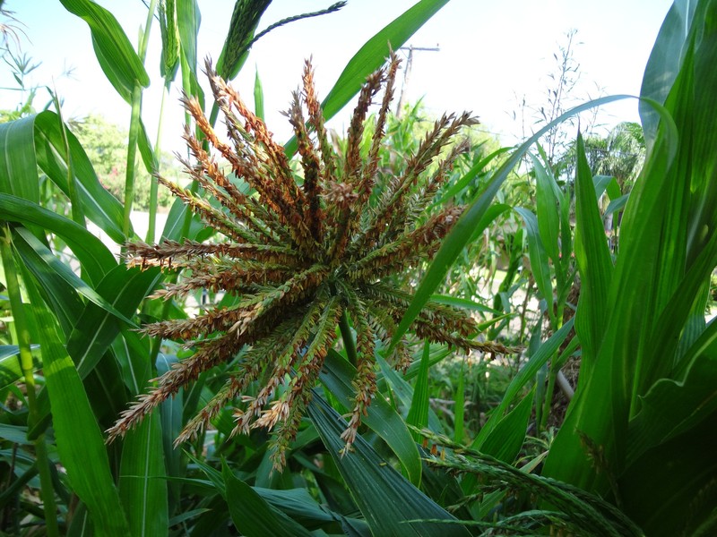 TEOSINTE Nitrogen-Fixing Corn Ancestor (Zea mays ssp. mex./parviglumis) SEEDS gallery