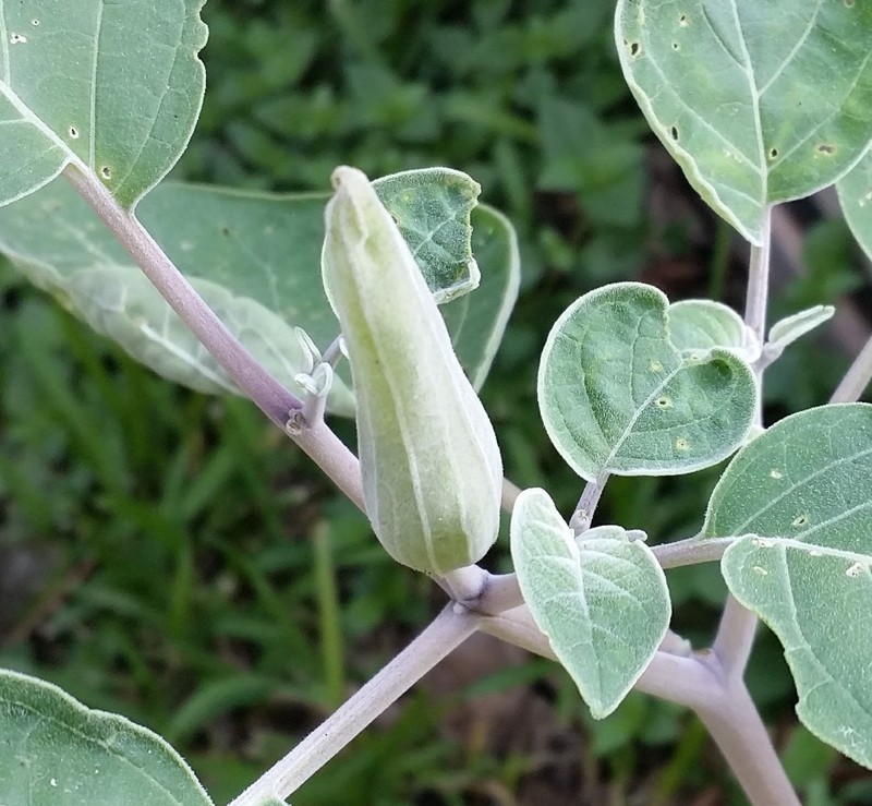 DATURA, SACRED DATURA, MOON FLOWER, DEVIL’S/ANGEL TRUMPET, LUSH, 25 SEEDS gallery