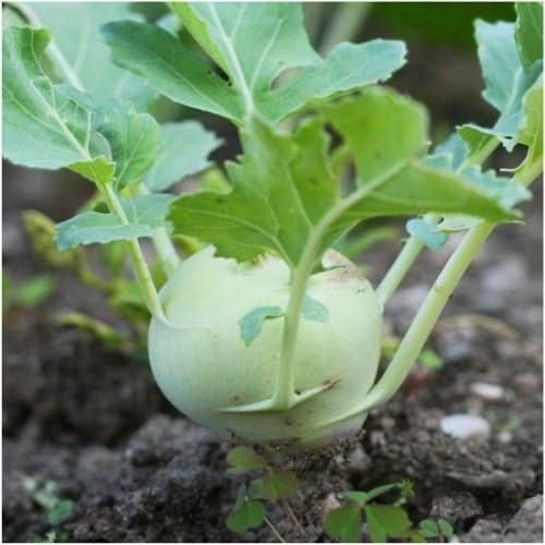 White Vienna Kohlrabi Seeds For Planting (Brassica oleracea) gallery