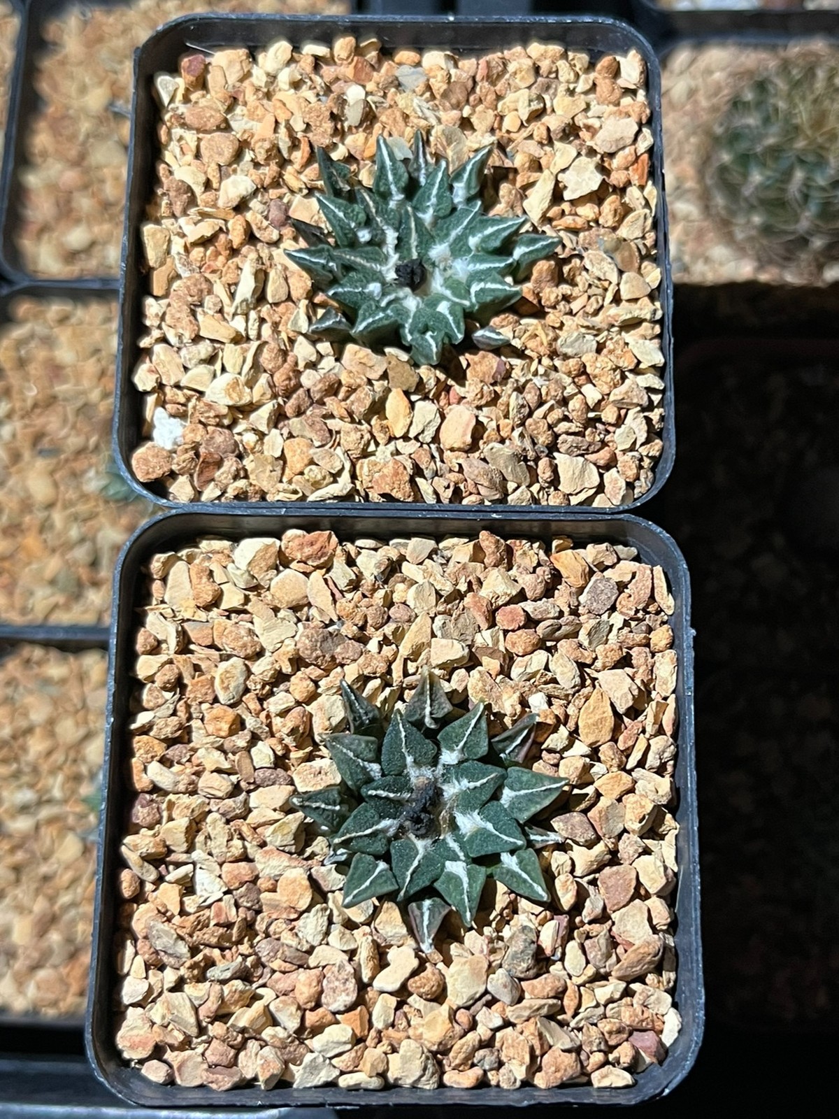 Cactus- Ario kotschoubeyanus| Seed grown mature plant in 2" pot gallery