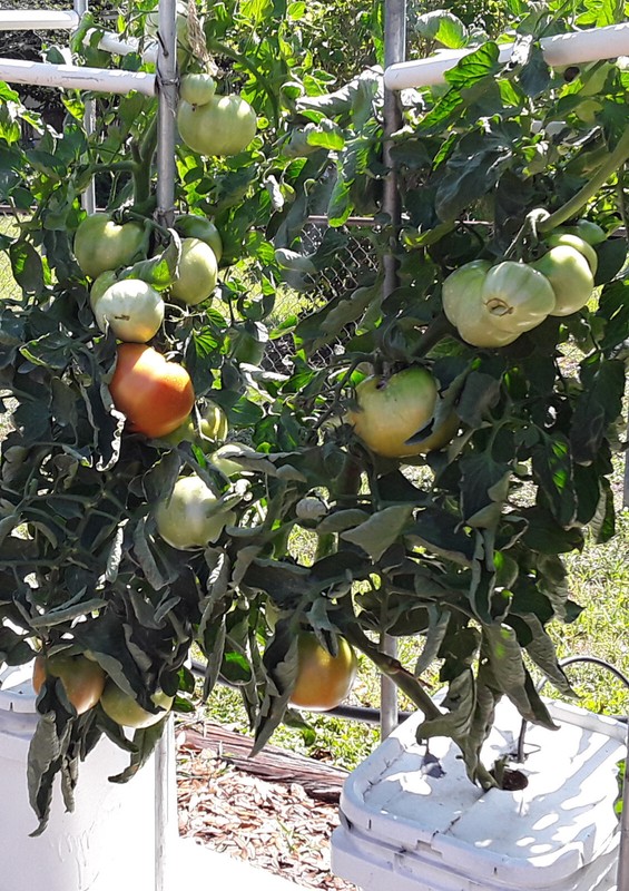 MASTERBLEND ® 4-18-38 Tomato & Vegetable Fertilizer $13.25 - $89.50 (SHIPS FREE) gallery