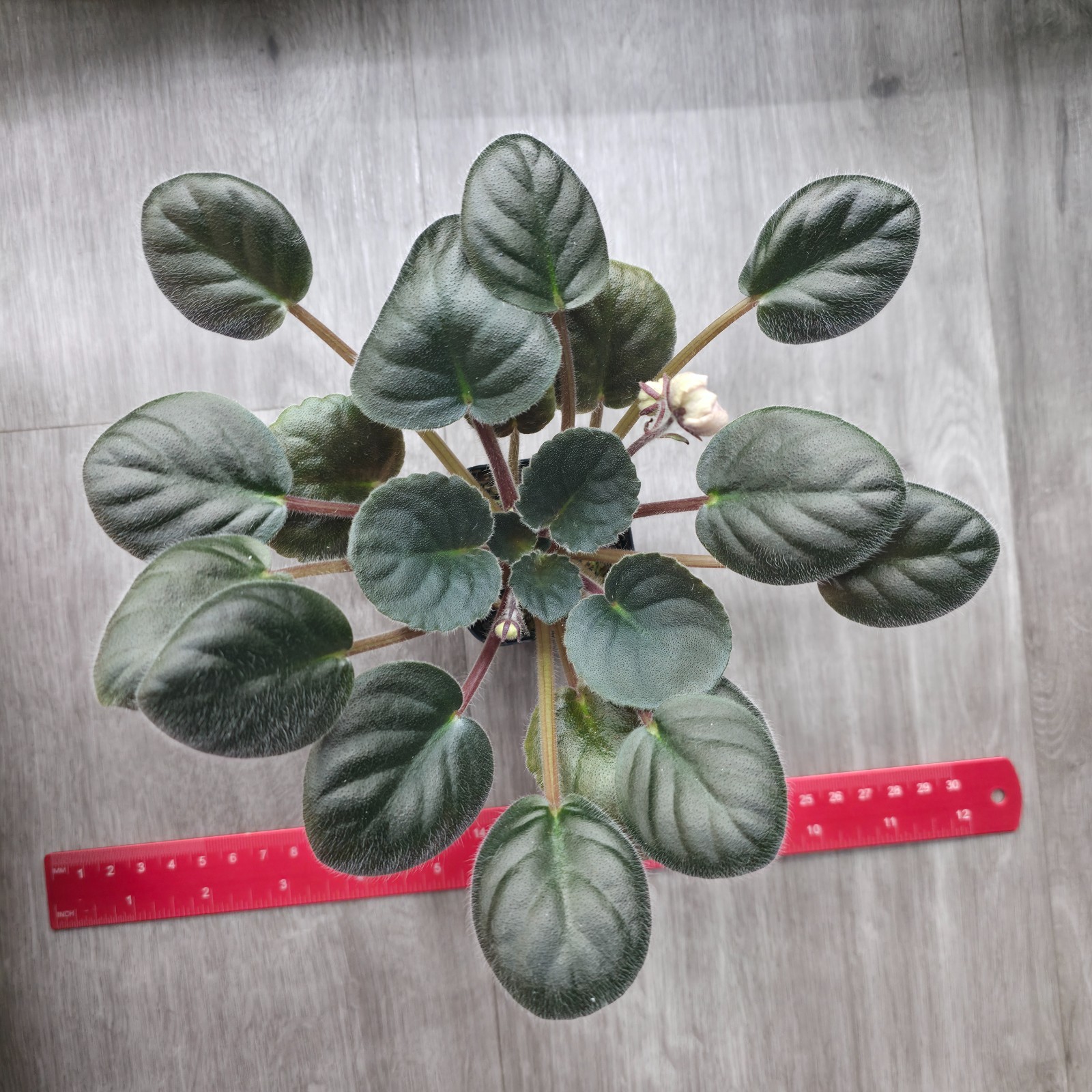 Leo-British Crown -- Chimera RARE True Blooming -- African Violet Plant gallery