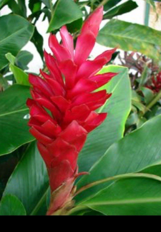 3 red ginger plants hawaii gallery