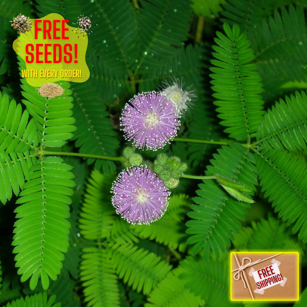 Fresh Sensitive Plant Seeds | Mimosa Pudica | Heirloom Non-GMO | Flowers gallery