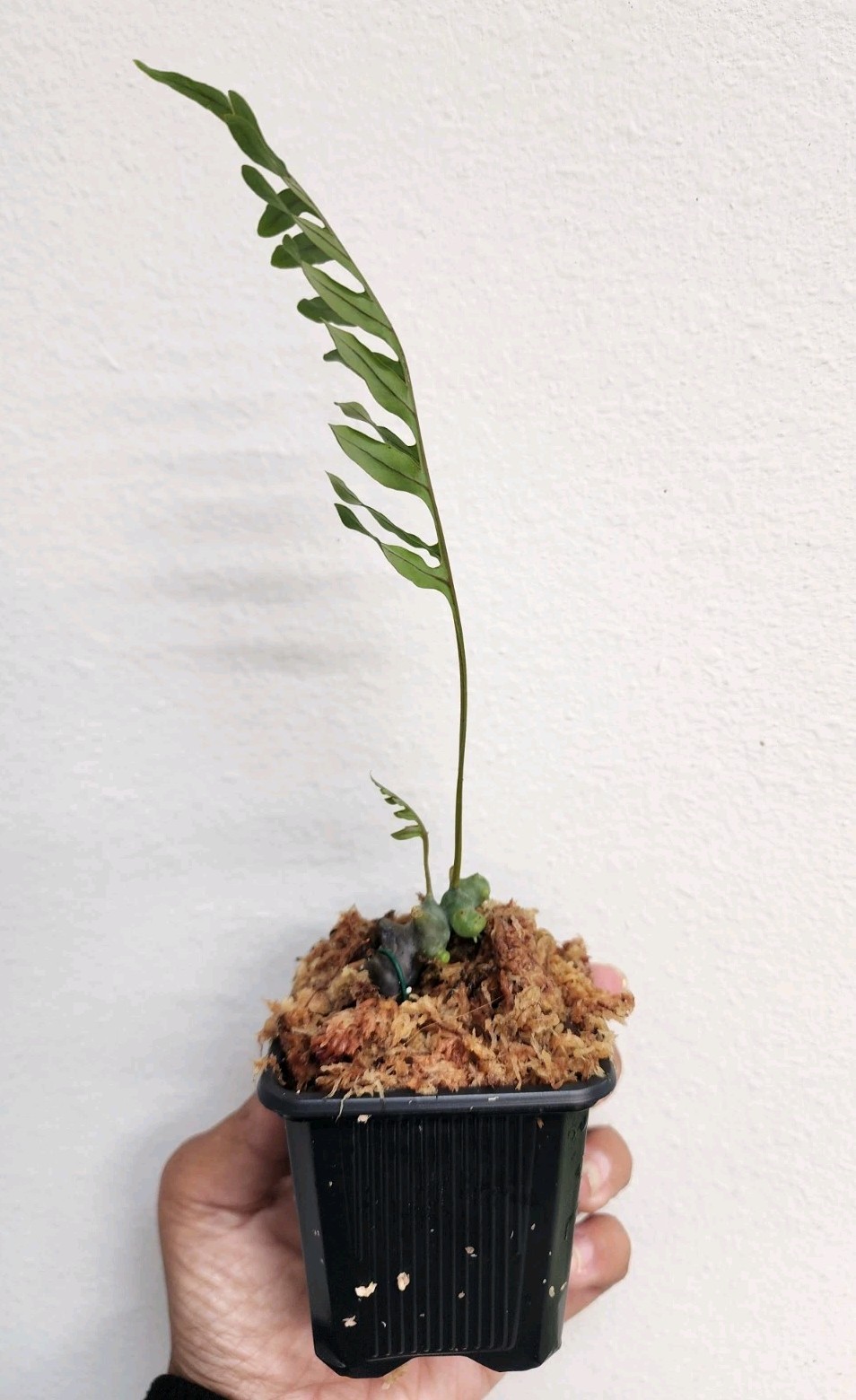 Lecanopteris Pumila Branching Rhizome, Lightly Rooted, Terrarium Cultured gallery