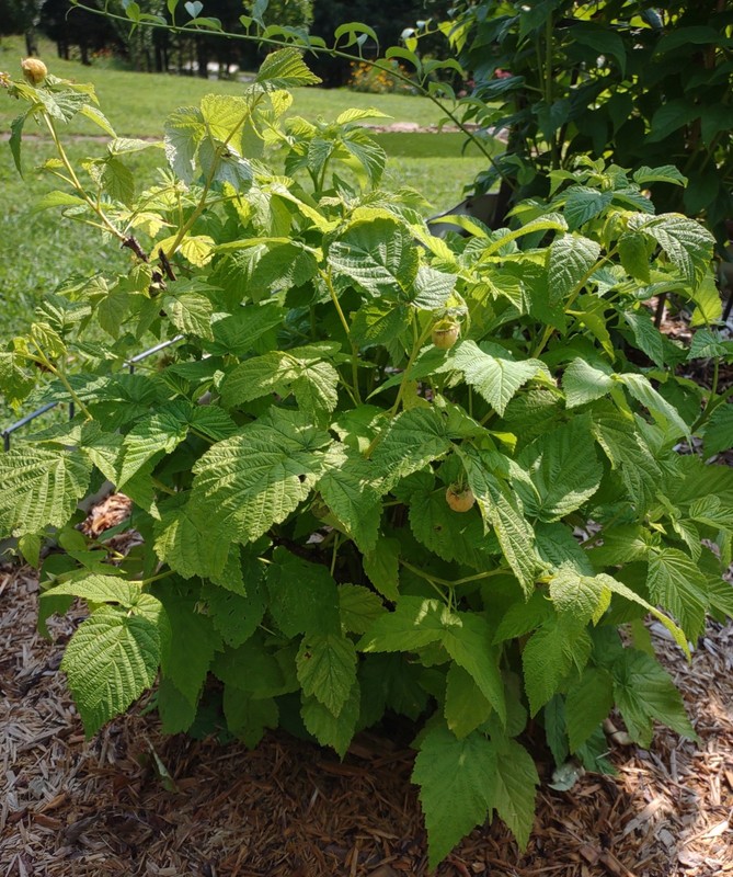 1 Fall Gold Raspberry Plant - Rubus idaeus - Starter Plug gallery