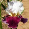 PICK YOUR BEARDED IRIS - CHOOSE FROM 60+ DIFFERENT VARIETIES! BULBS RHIZOMES gallery