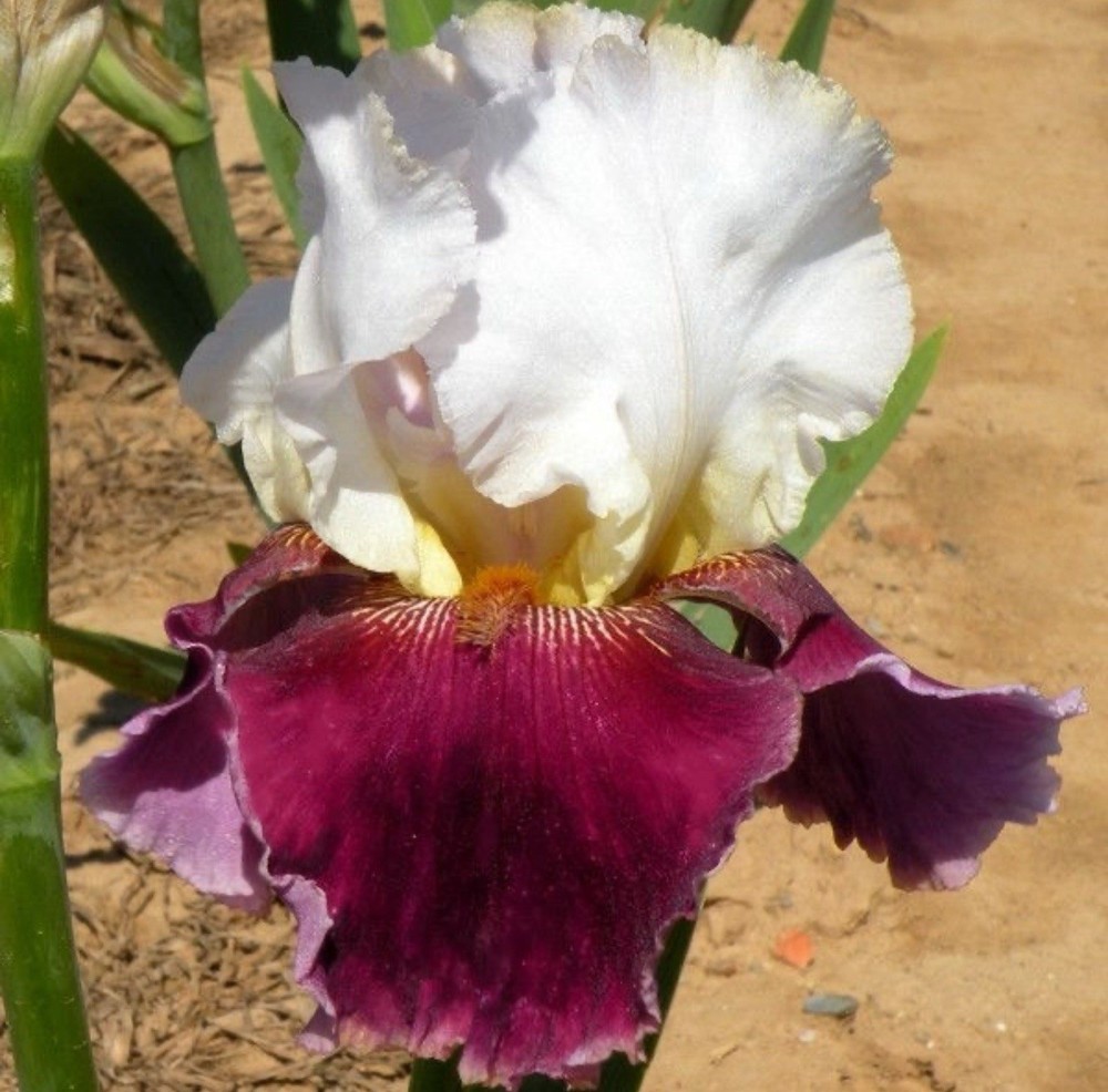 PICK YOUR BEARDED IRIS - CHOOSE FROM 60+ DIFFERENT VARIETIES! BULBS RHIZOMES