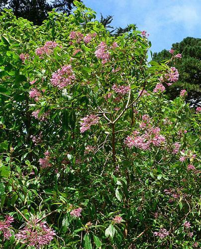 Fuchsia paniculata | Shrubby or Paniculate Fuchsia | 20 Seeds gallery