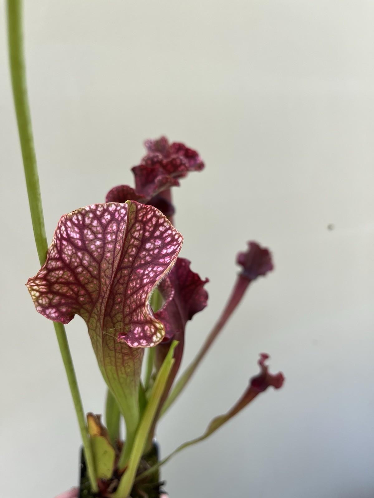 Sarracenia Judith Hindle Small Live Potted North American Pitcher Plant gallery