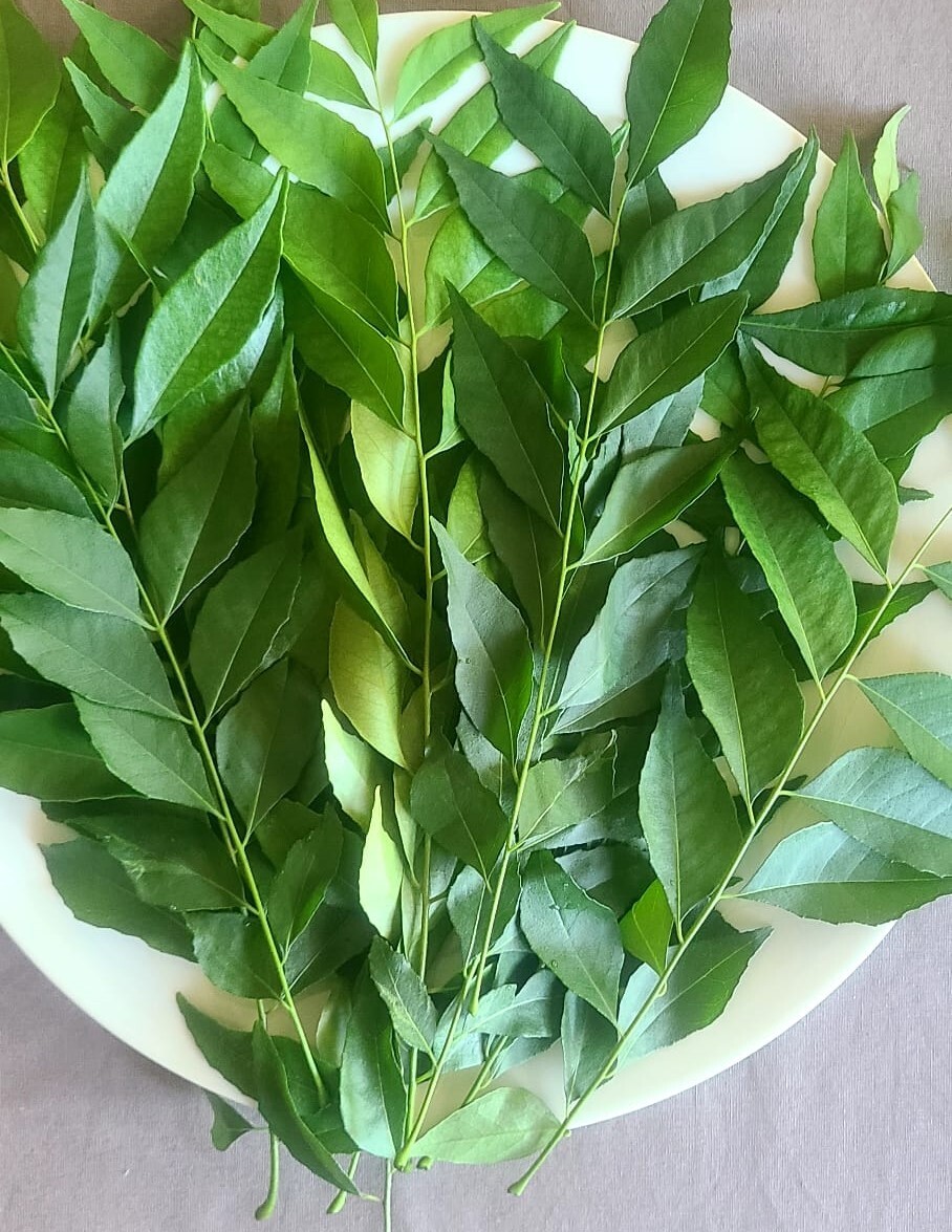 USDA Cert - 5 oz- Fresh Curry Leaves on Petiole -FREE SHIPPING-Organic,CA-grown gallery
