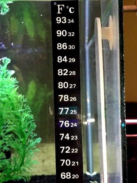 Aquarium Fish Tank Thermometer Temp Sticker Stick on **FAHRENHEIT IN BOLD!** gallery
