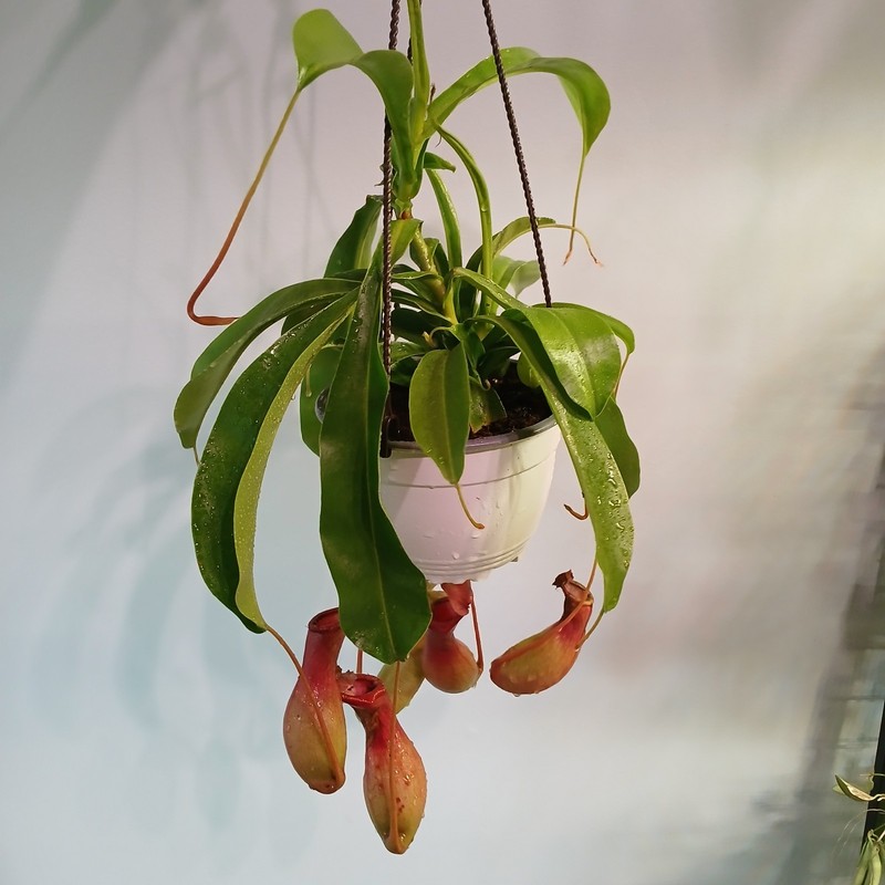 Pitcher Plant gallery