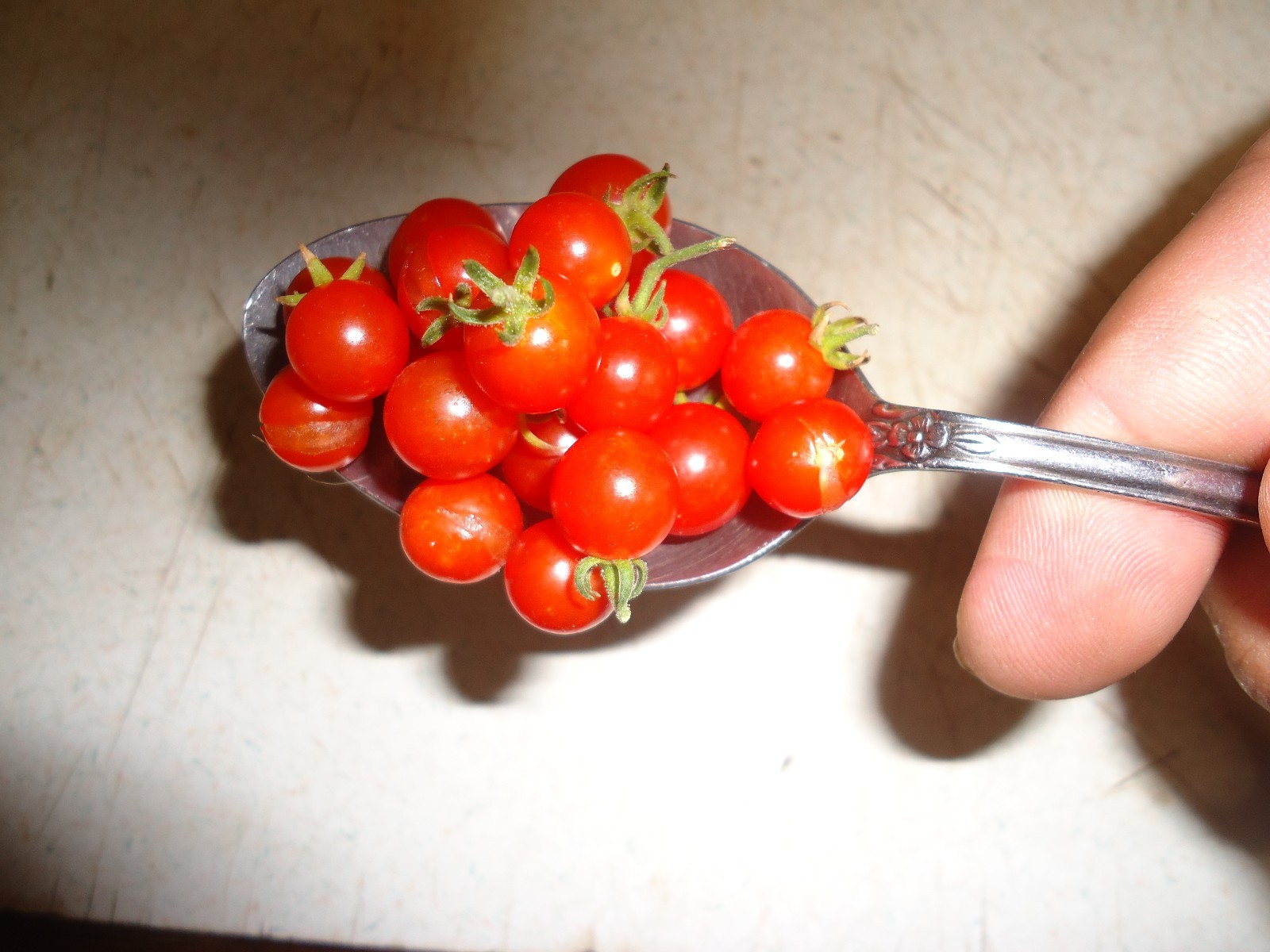 Spoon (Mexico Midget) Tomato seeds ORGANIC *HEIRLOOM* Seeds of Life Pack of10 gallery