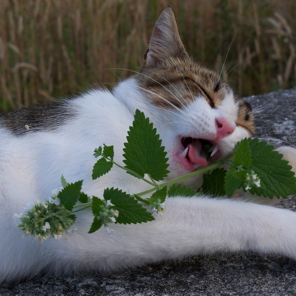 Catnip Seeds | Heirloom - Non-GMO | Free Shipping | Herb Seeds | Seed Store 1164 gallery