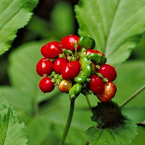 Premium American Ginseng Seeds - Stratified Woodland Botanical - Harvested 2025 gallery