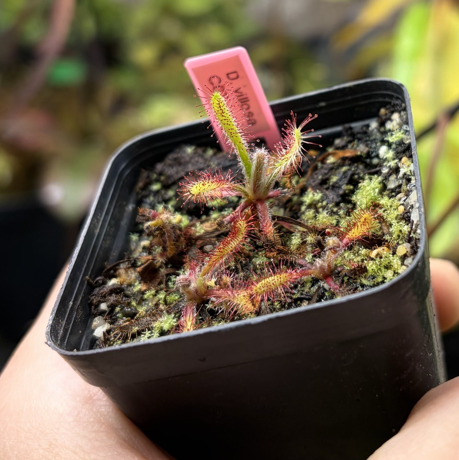 Drosera Villosa Carnivorous Sundew Cool South American Species gallery