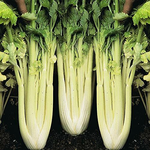 Golden Pascal Celery Seeds | 500 Seeds | Non-GMO | Free Shipping | 1150 gallery