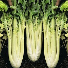 Golden Pascal Celery Seeds | 500 Seeds | Non-GMO | Free Shipping | 1150