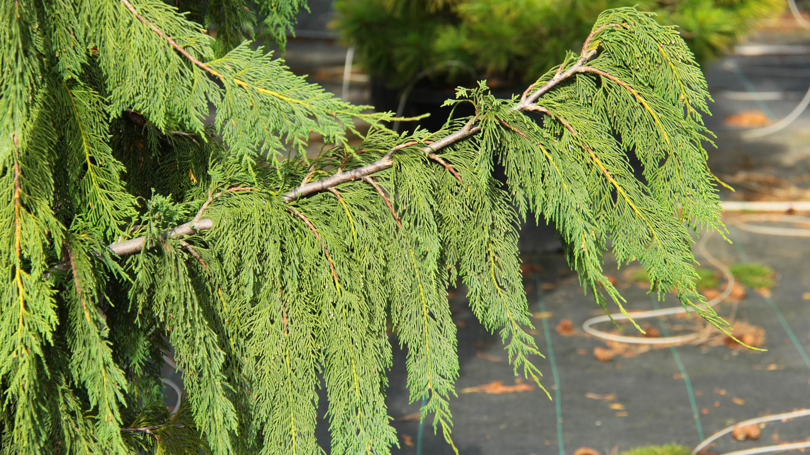 Cupressus nootkatensis 'Glauca Pendula' - Alaskan Cedar *Live Plant gallery