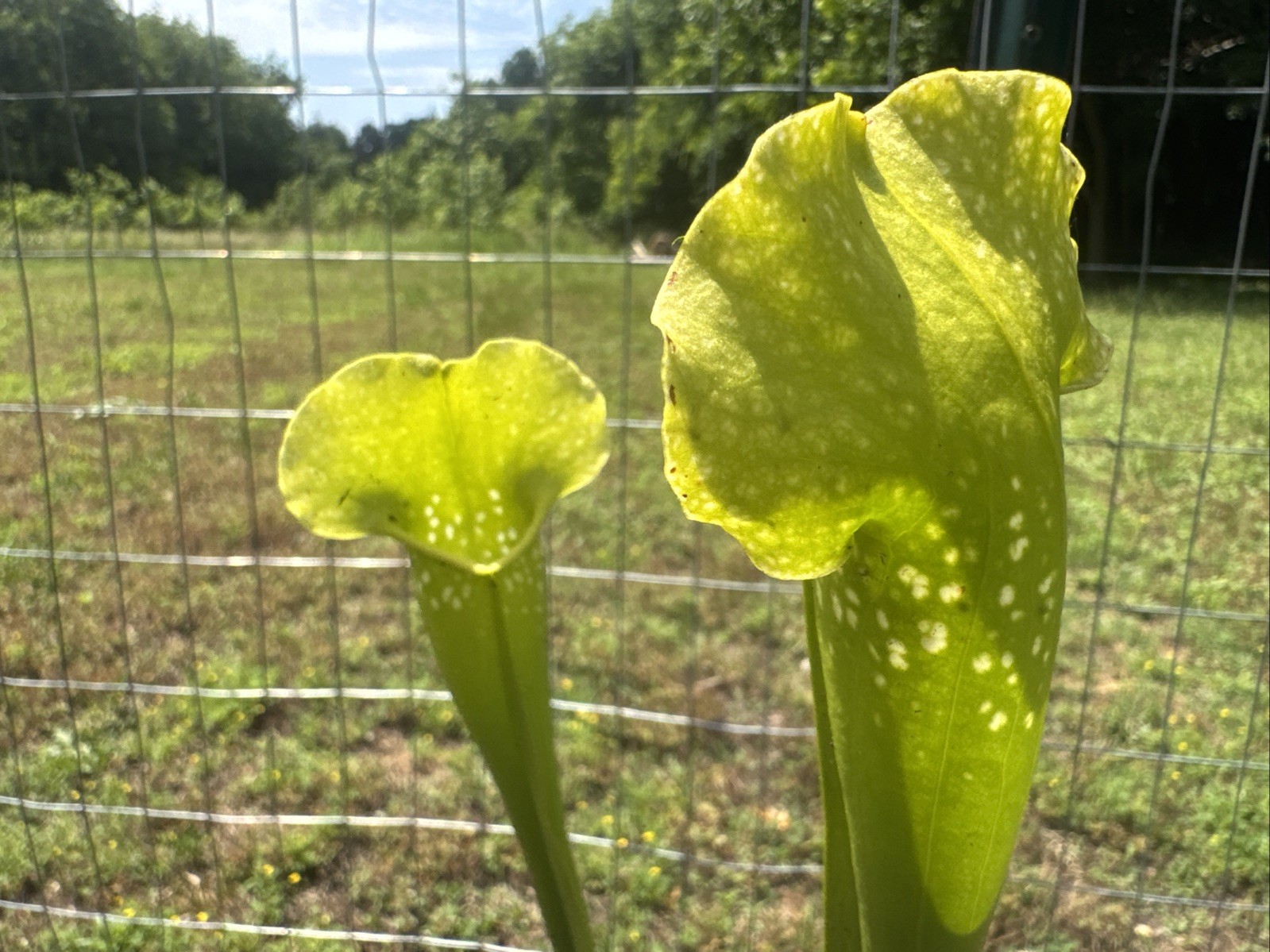 SARRACENIA (GREEN MONSTER X MITCHELLIANA ‘GREEN’). JEAN CARNILANDES. GALLON SIZE gallery