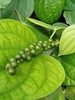 Black Pepper Premium Quality Organic 100% Pure Ceylon Spices Powder High Grade gallery