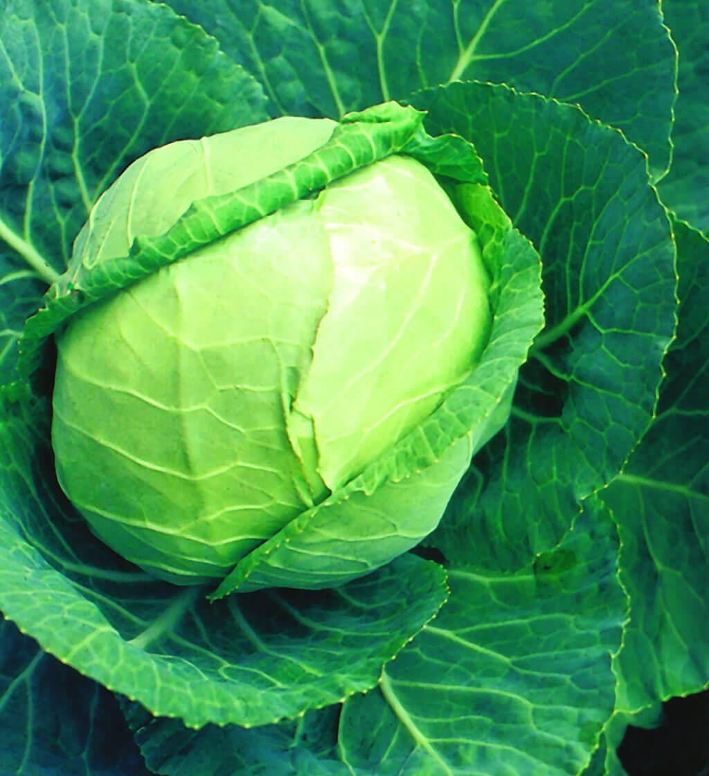 Cabbage Seed , Late Flat Dutch Cabbage Seed, 250 Seed Pack, NON-GMO Vegetable gallery