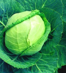 Cabbage Seed , Late Flat Dutch Cabbage Seed, 250 Seed Pack, NON-GMO Vegetable