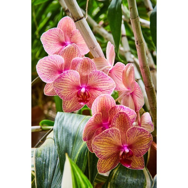Farm Plastic Supply - Bamboo Garden Stakes - 4 & 7ft Long gallery