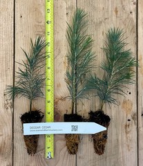 Cedrus deodara (deodar cedar, Himalayan cedar) – 6-12 inch potted seedlings